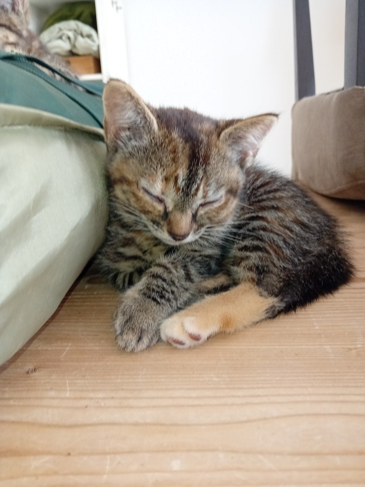 Lieve, aanhankelijke Kittens., Dieren en Toebehoren, Katten en Kittens | Overige Katten