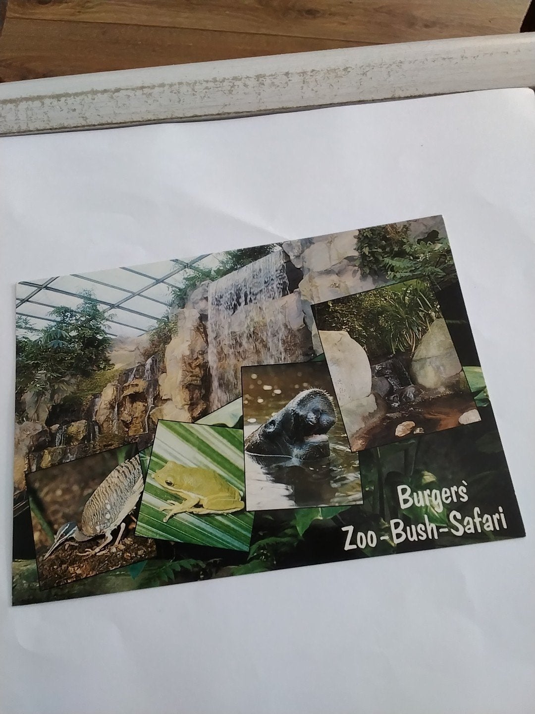 Ansichtkaart Burgers' Zoo Bush-Safari Arnhem Holland, Ophalen of Verzenden