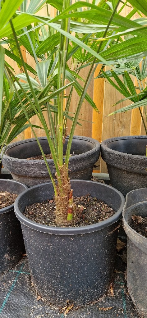 Foto 5 van Trachycarpus Fortunei    AANBIEDING