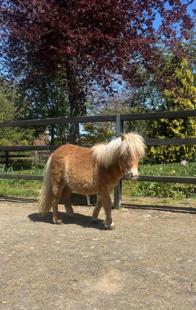 Jaarling shetland hengstje, Met stamboom, Niet van toepassing, 0 tot 2 jaar, Hengst