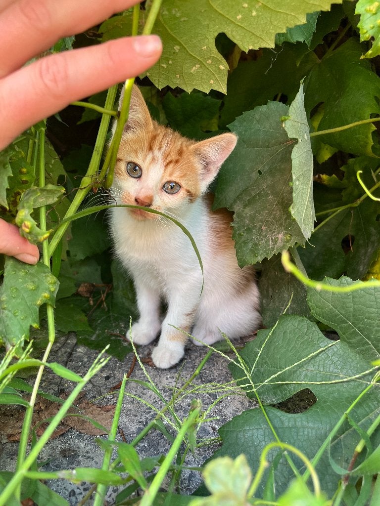 Lieve kittens, Meerdere dieren, Kortharig, 0 tot 2 jaar