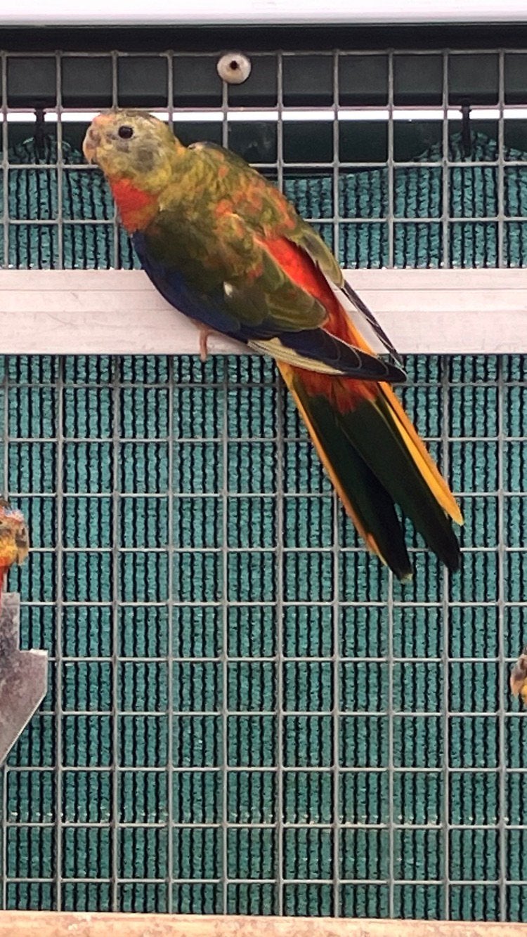 Turquoisine parkiet opaline d-factor roodbuik pop,, Vrouwelijk, Parkiet