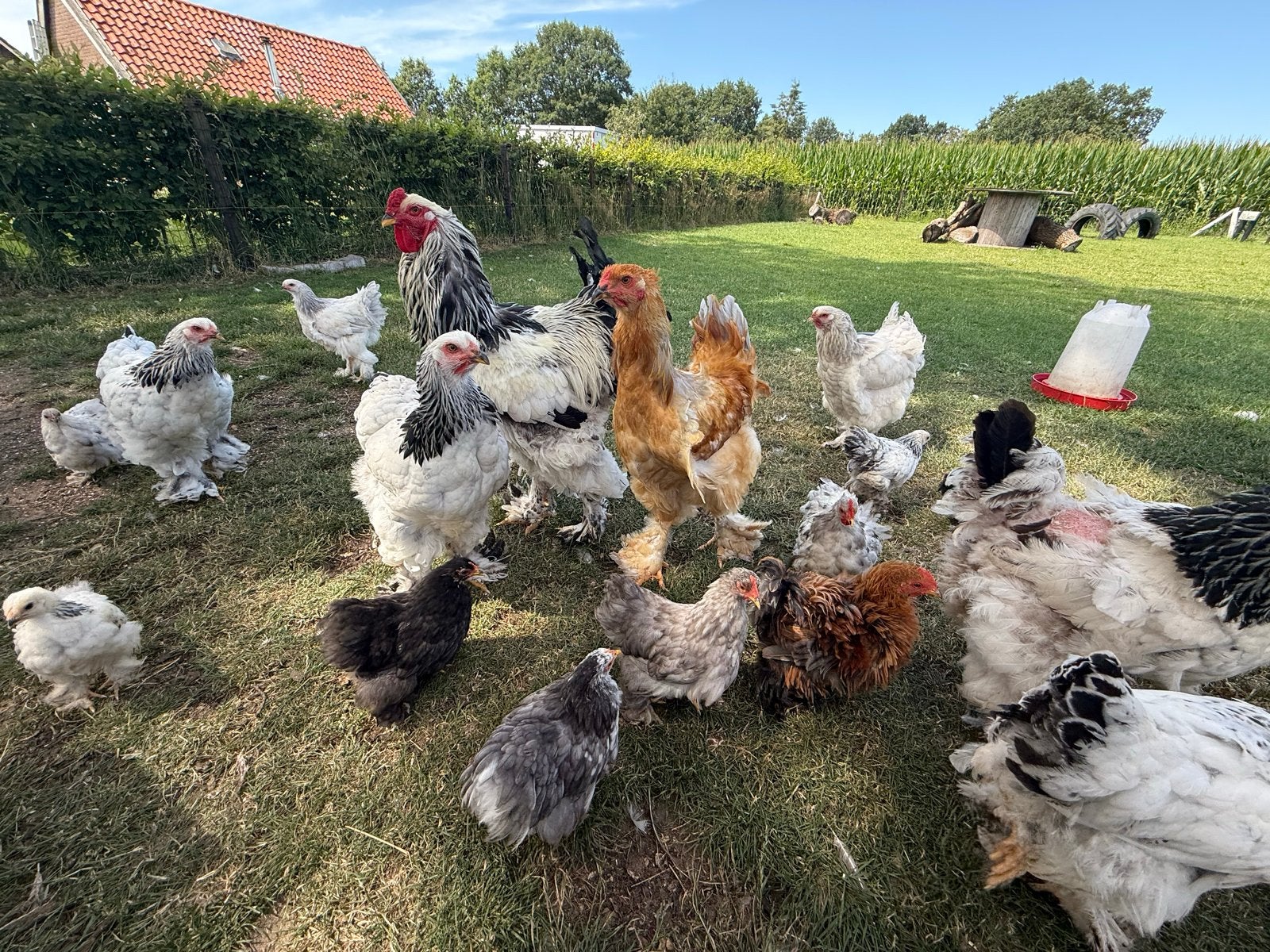brahma zwart wit columbia, Dieren en Toebehoren, Pluimvee, Mannelijk, Kip