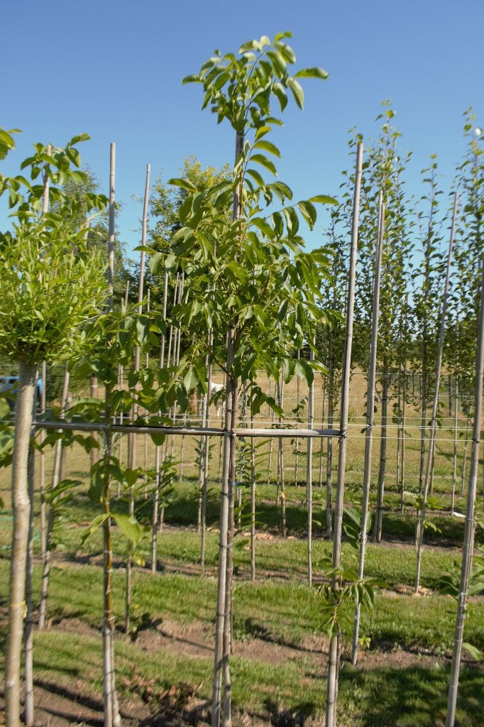 Walnoot (juglans regia), Overige soorten, Lente, 100 tot 250 cm, Ophalen