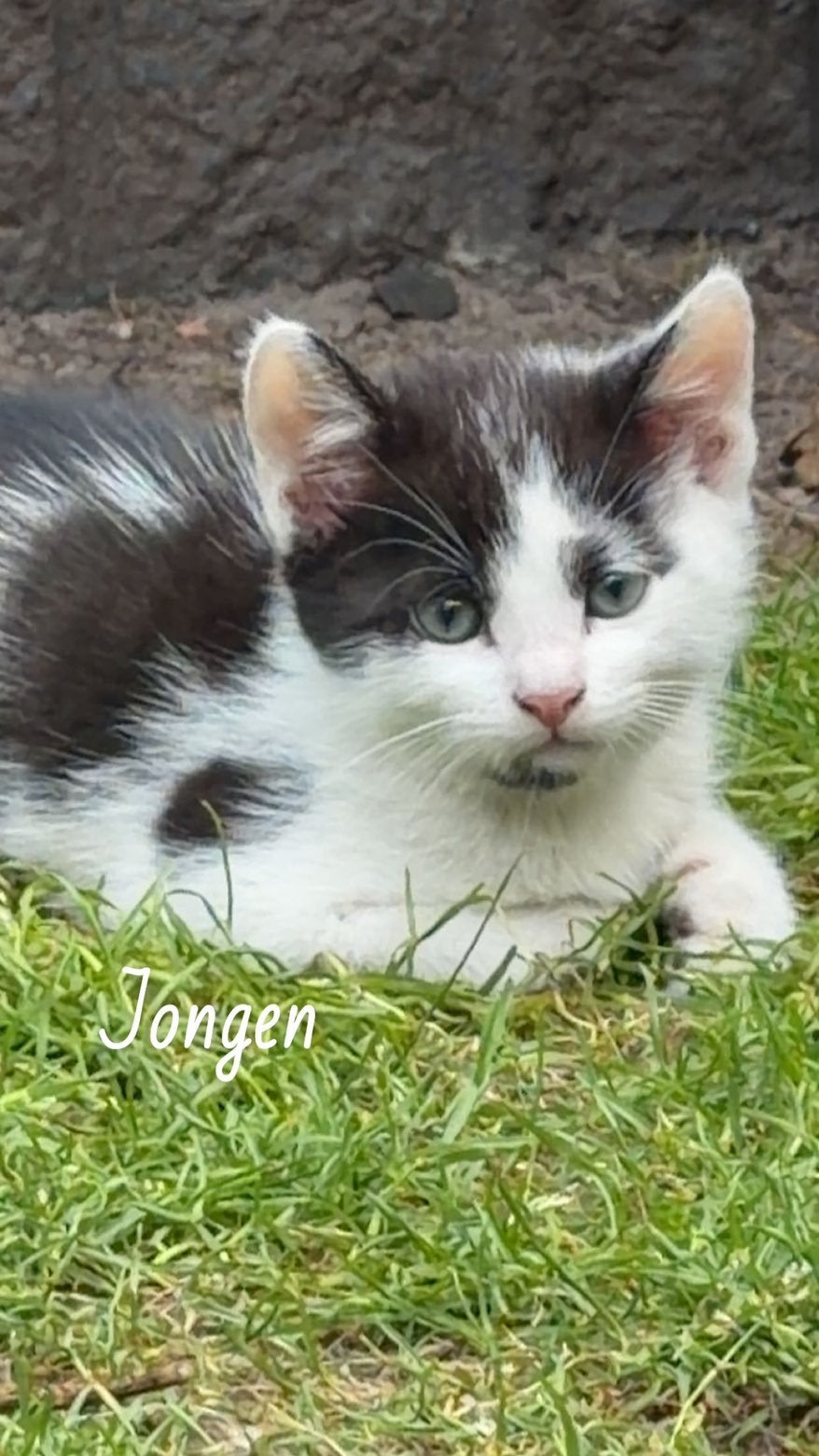 Kittens, Geslacht onbekend, 0 tot 2 jaar