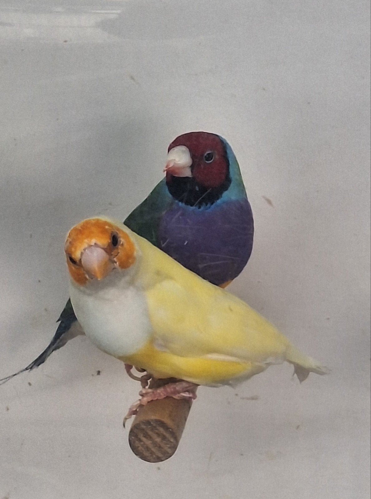 gouldamadines, Dieren en Toebehoren, Vogels | Overige Vogels, Meerdere dieren, Tropenvogel, Geringd