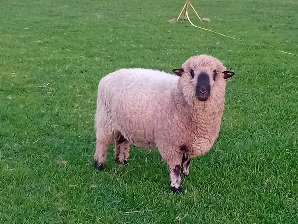 Hampshire down ram, Mannelijk, Schaap, 0 tot 2 jaar