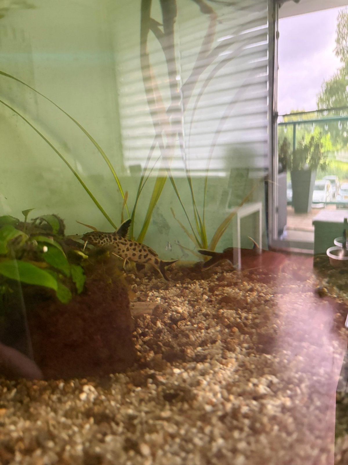 Aquariumvissen te koop – wegens tijdgebrek