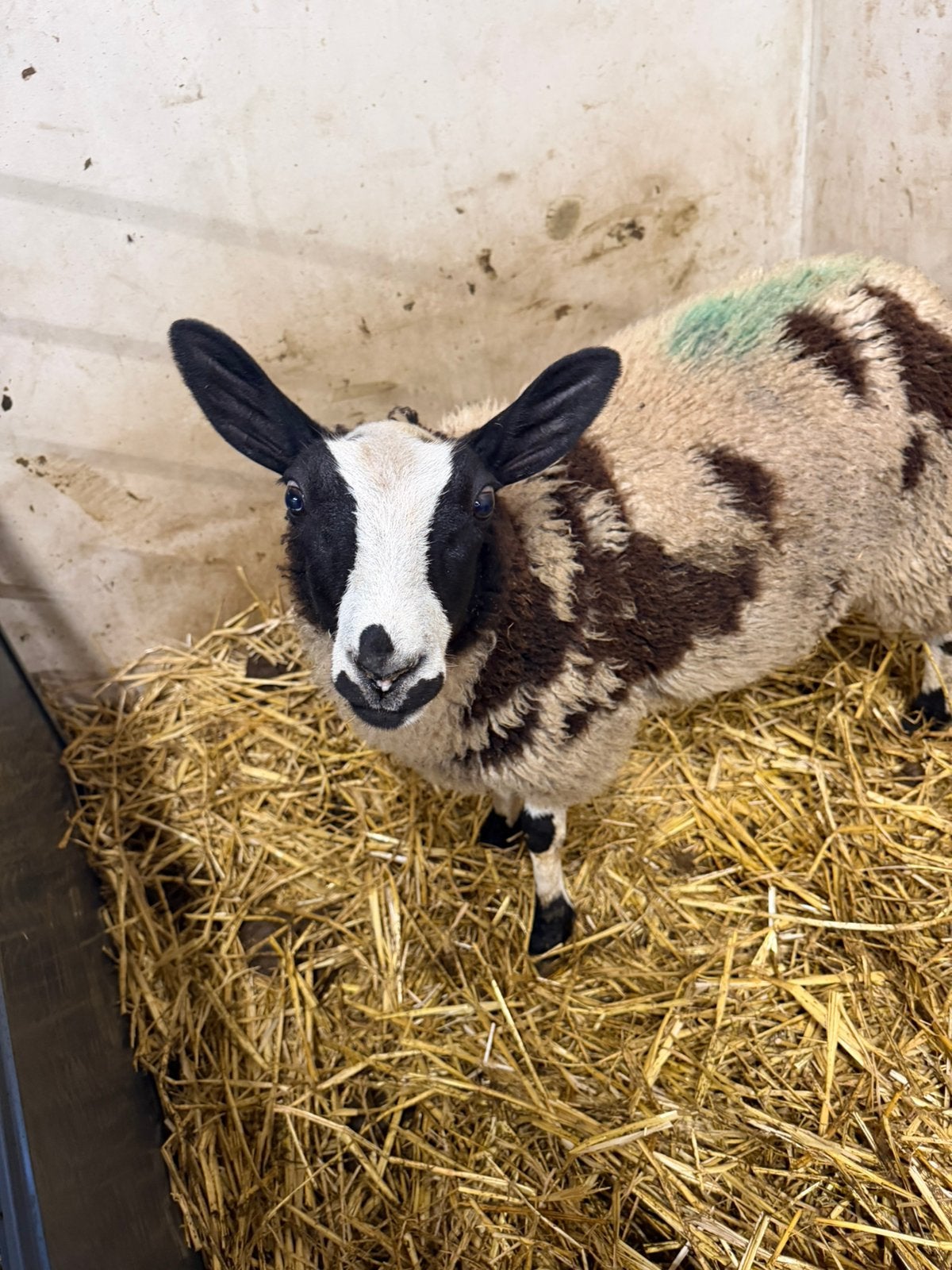 Jonge ooien te koop, Dieren en Toebehoren, Schapen, Geiten en Varkens, Vrouwelijk, Schaap