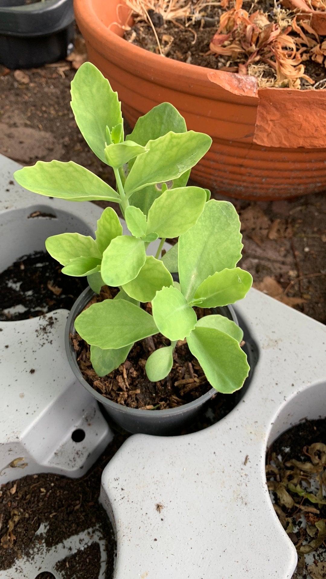 Sedum stekjes te koop, Tuin en Terras, Planten | Tuinplanten, Ophalen, Volle zon