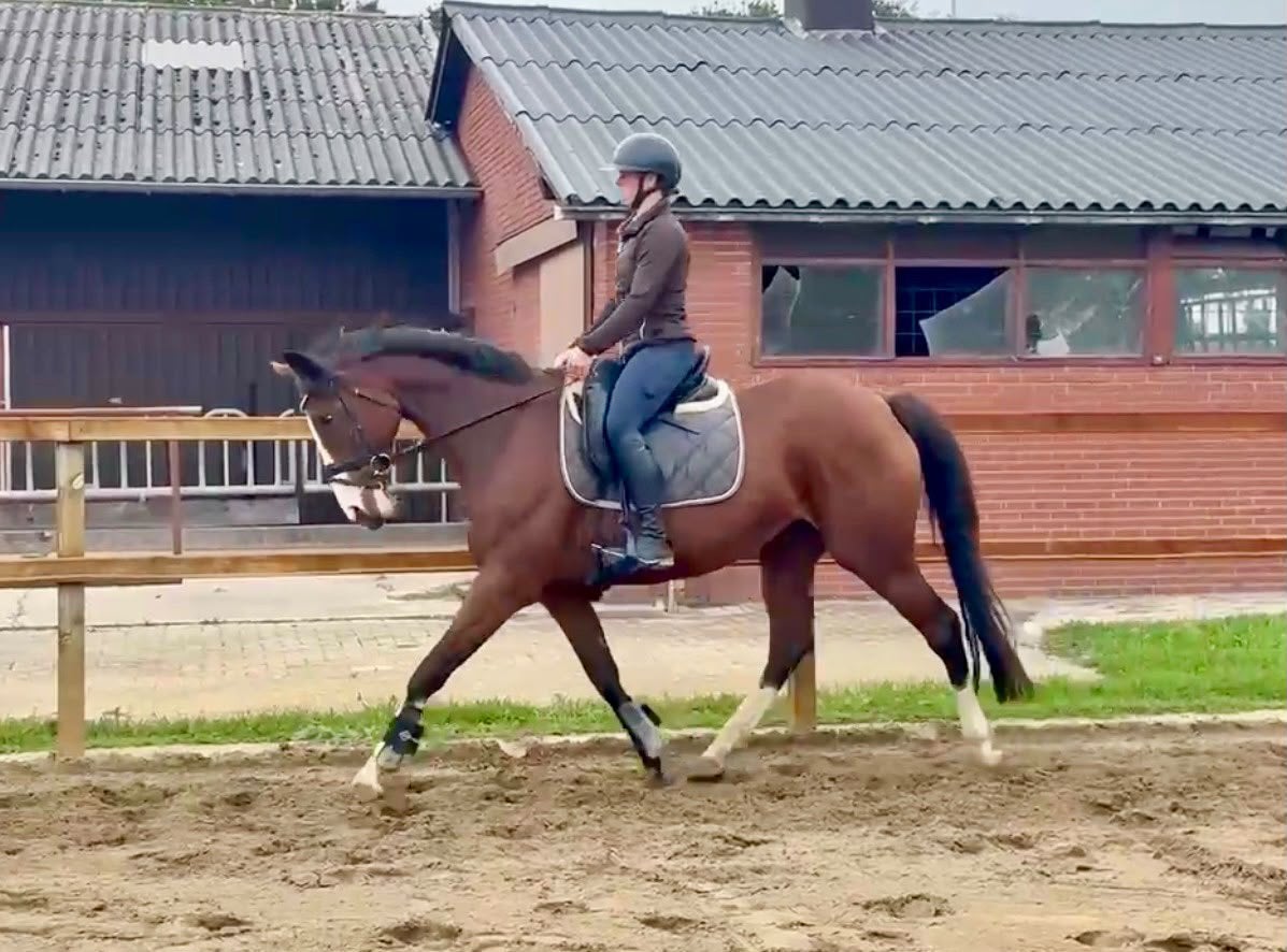 Topfijne 11 jarige recreatie merrie, Merrie, Met stamboom, 11 jaar of ouder, Recreatiepaard