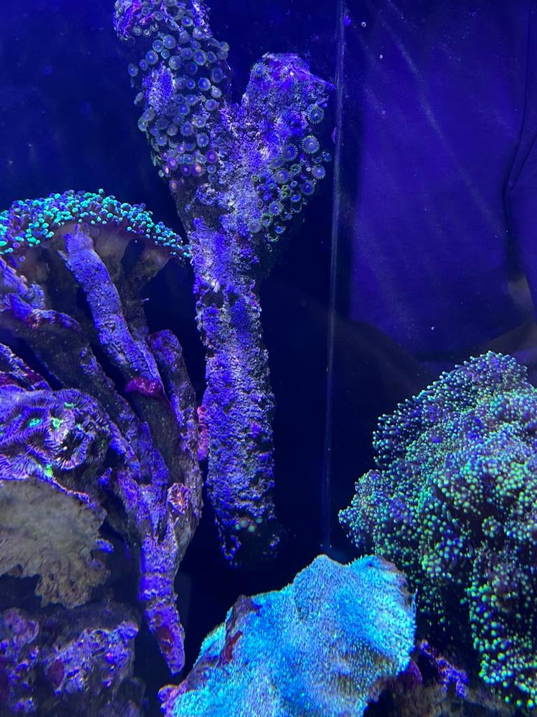 Levendsteen met buttons, Dieren en Toebehoren, Vissen | Aquariumvissen, Overige typen