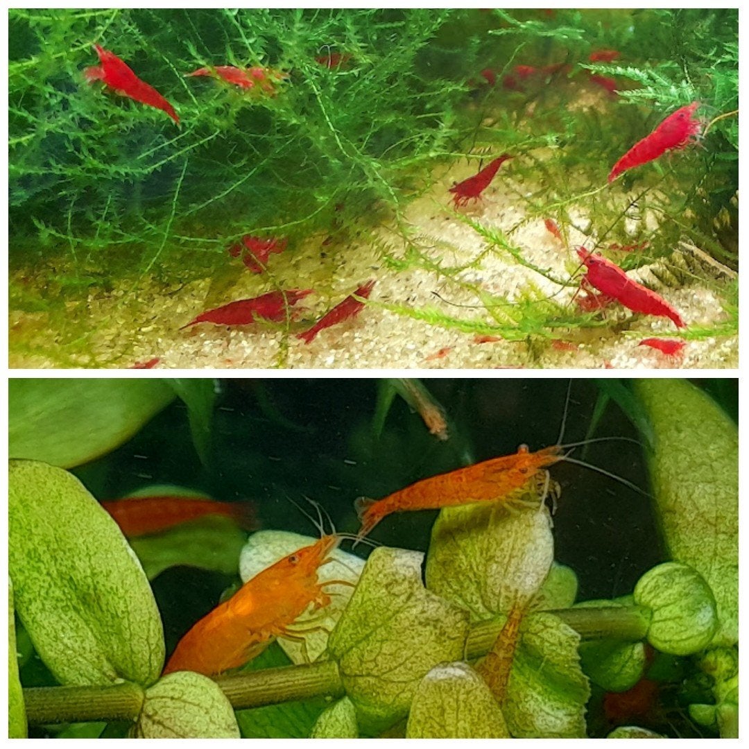 Mooie rode of oranje Sakura garnalen 15 voor 15 euro, Kreeft, Krab of Garnaal