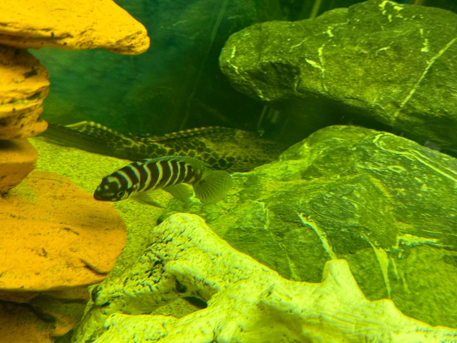 Tanganhyika cillinder cichlide, Vis