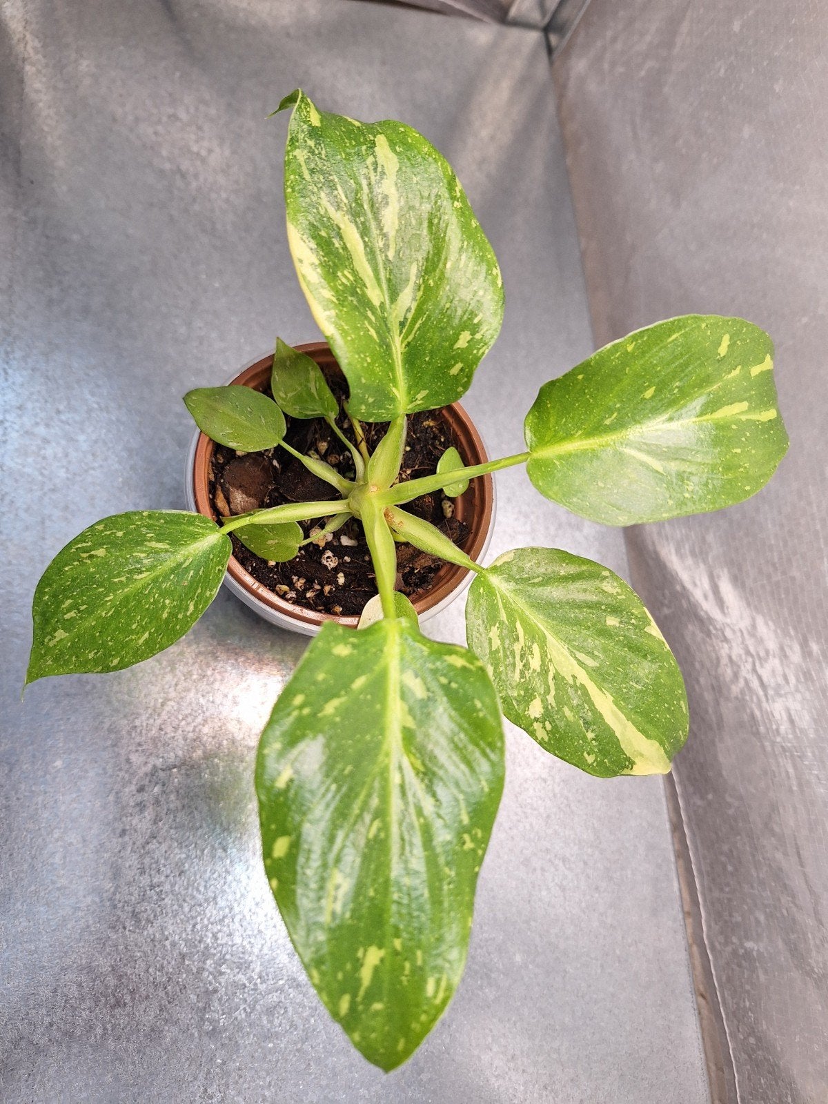 Philodendron Warszewiczii Tricolor Variegata - Zeldzaam!, Huis en Inrichting, Kamerplanten, Ophalen of Verzenden