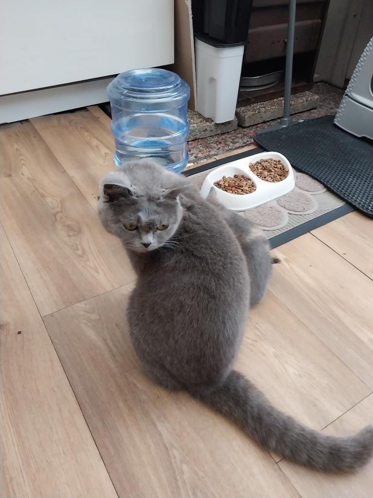 Britse korthaar 13 maart 2026 geboren, Poes