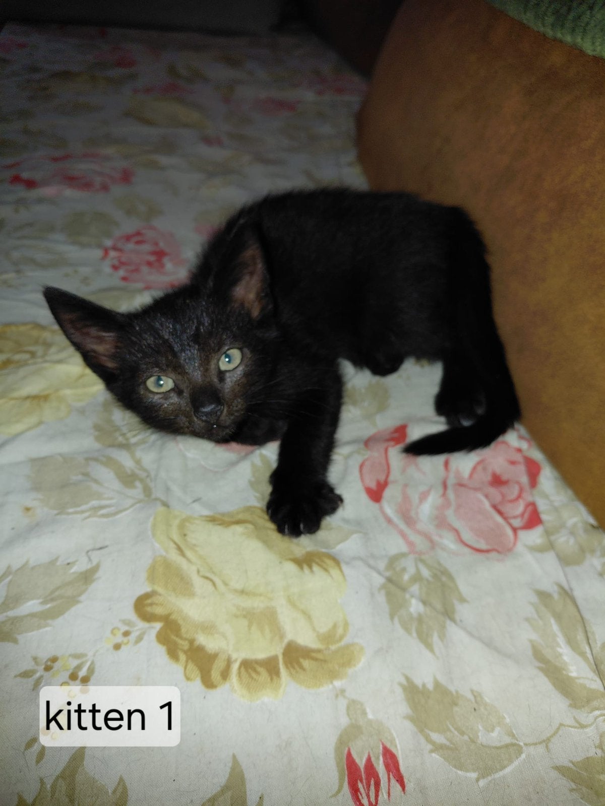 Kittens, Dieren en Toebehoren, Katten en Kittens | Overige Katten, Meerdere dieren