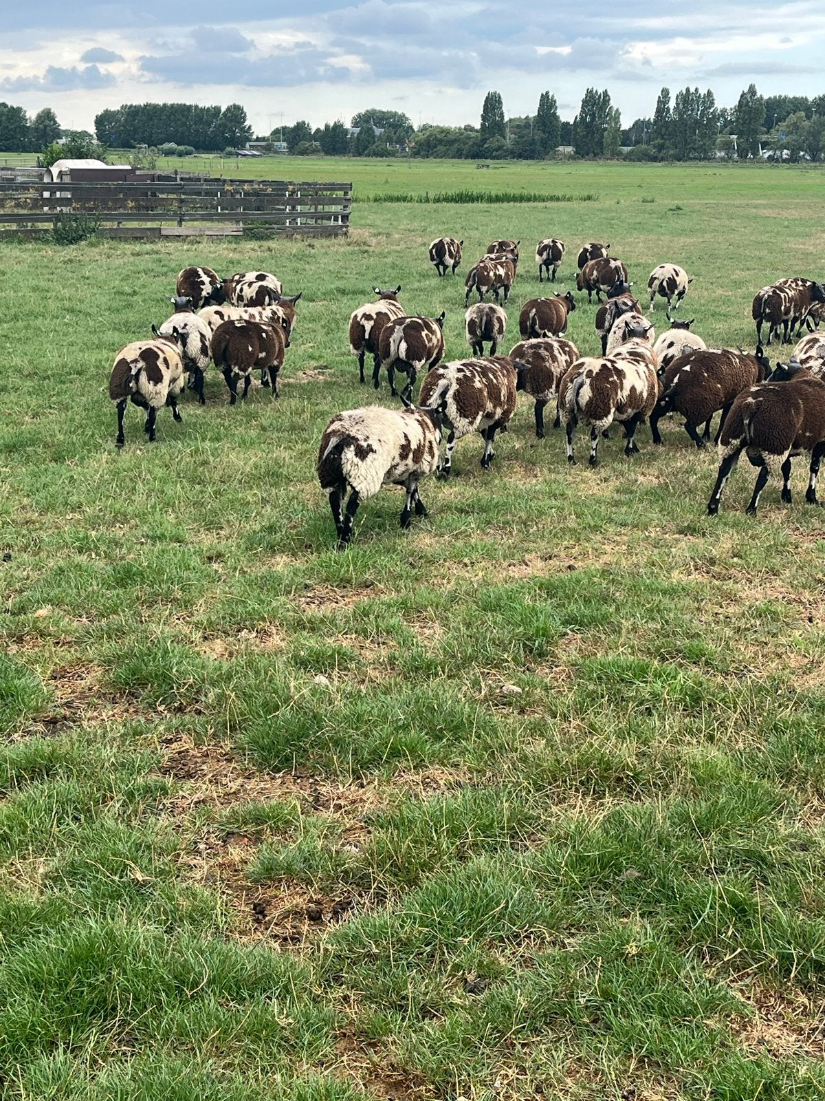 Bagger bonte dekrammen  en bonte ooien, Vrouwelijk, Schaap