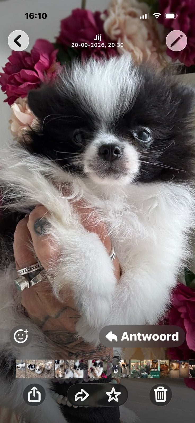 Mini pomchi teacup, CDV (hondenziekte), 8 tot 15 weken, Eén hond, Nederland