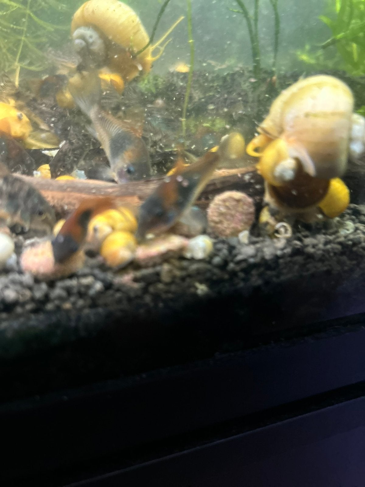 Corydora Orange Venezuela, Dieren en Toebehoren, Vissen | Aquariumvissen, Vis
