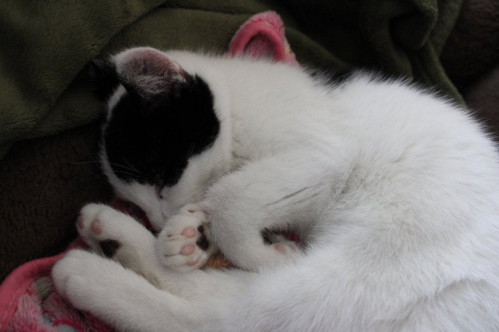 Lieve, jonge kitten katertje zwart-wit, Dieren en Toebehoren, Kater, Kortharig, 0 tot 2 jaar