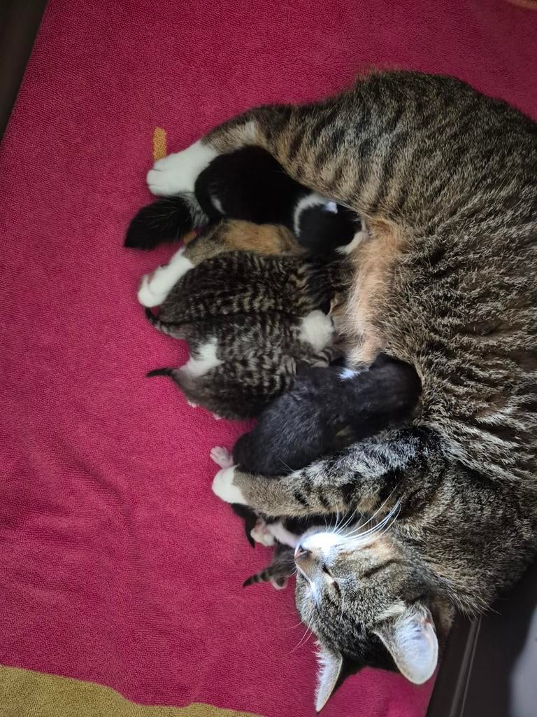 3 nestjes Europese korthaar kittens, Meerdere dieren