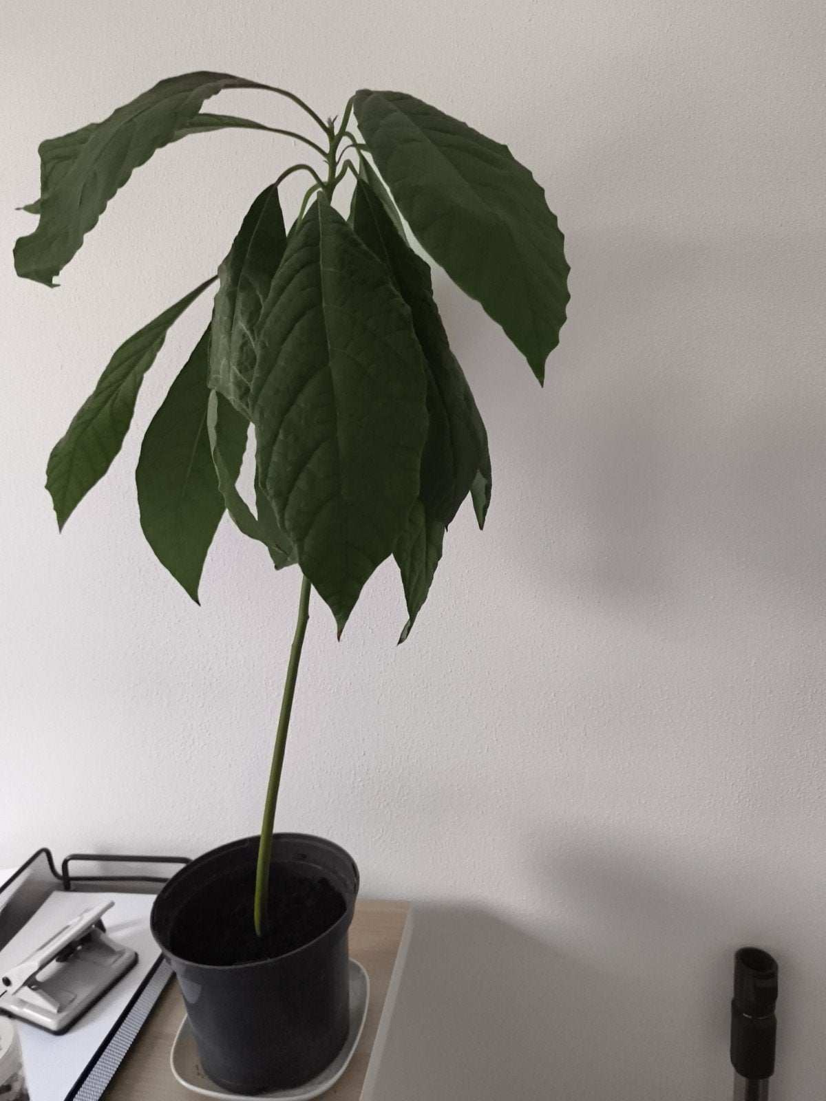 Avocado boompje - 5 jaar oud, met liefde verzorgd, Ophalen, Vaste plant, Bloeit niet, Halfschaduw