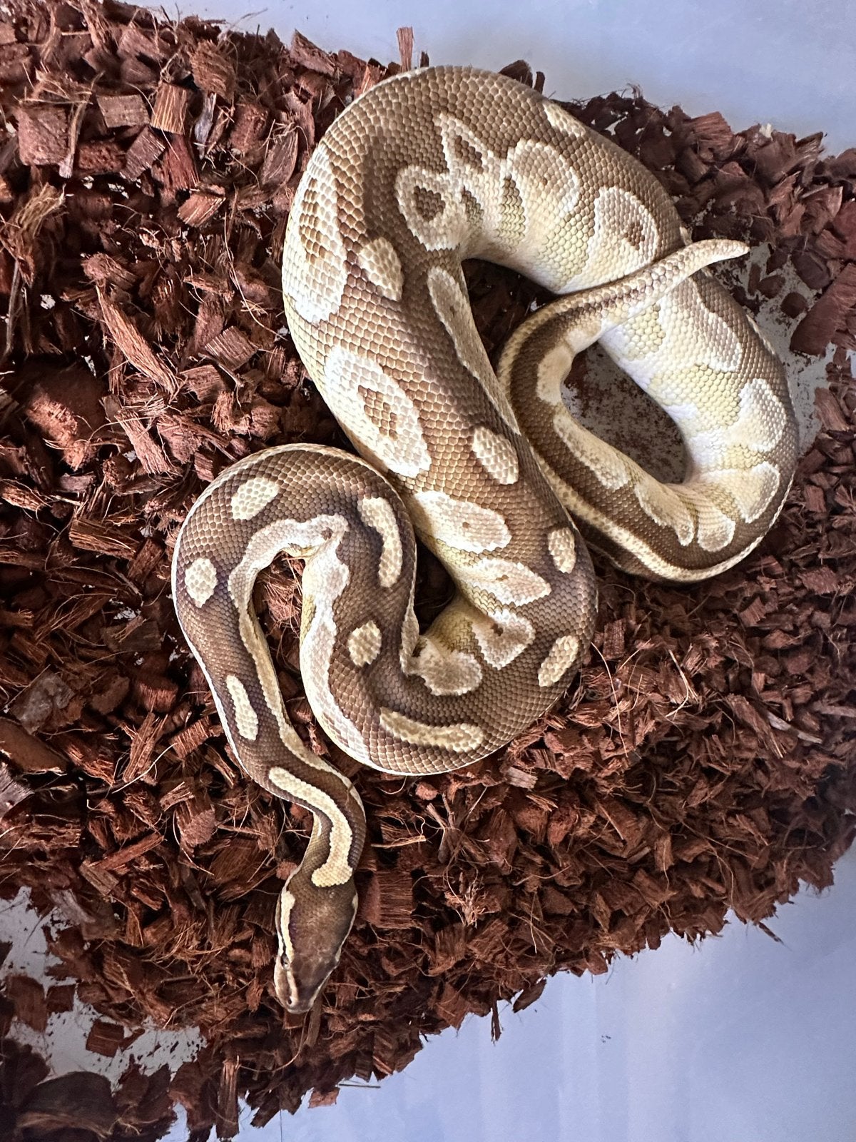 1.0 Butter Python regius, Ball python, Koningspython., Slang, 0 tot 2 jaar