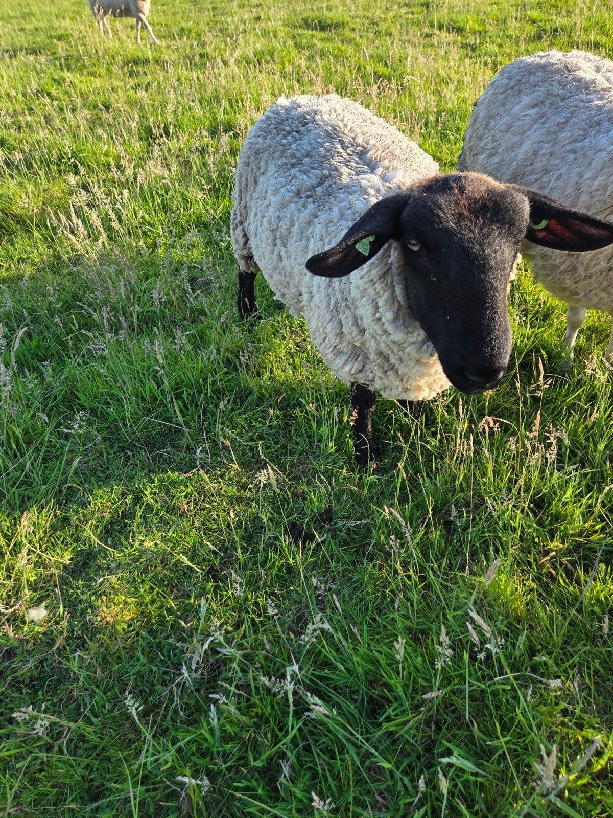 Suffolk schaap voor de fok, Dieren en Toebehoren, Vrouwelijk, Schaap