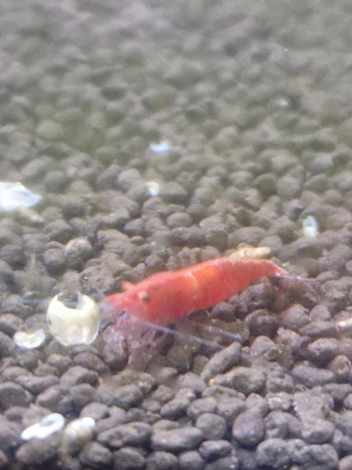 Cherry garnalen, Dieren en Toebehoren, Kreeft, Krab of Garnaal, Zoetwatervis