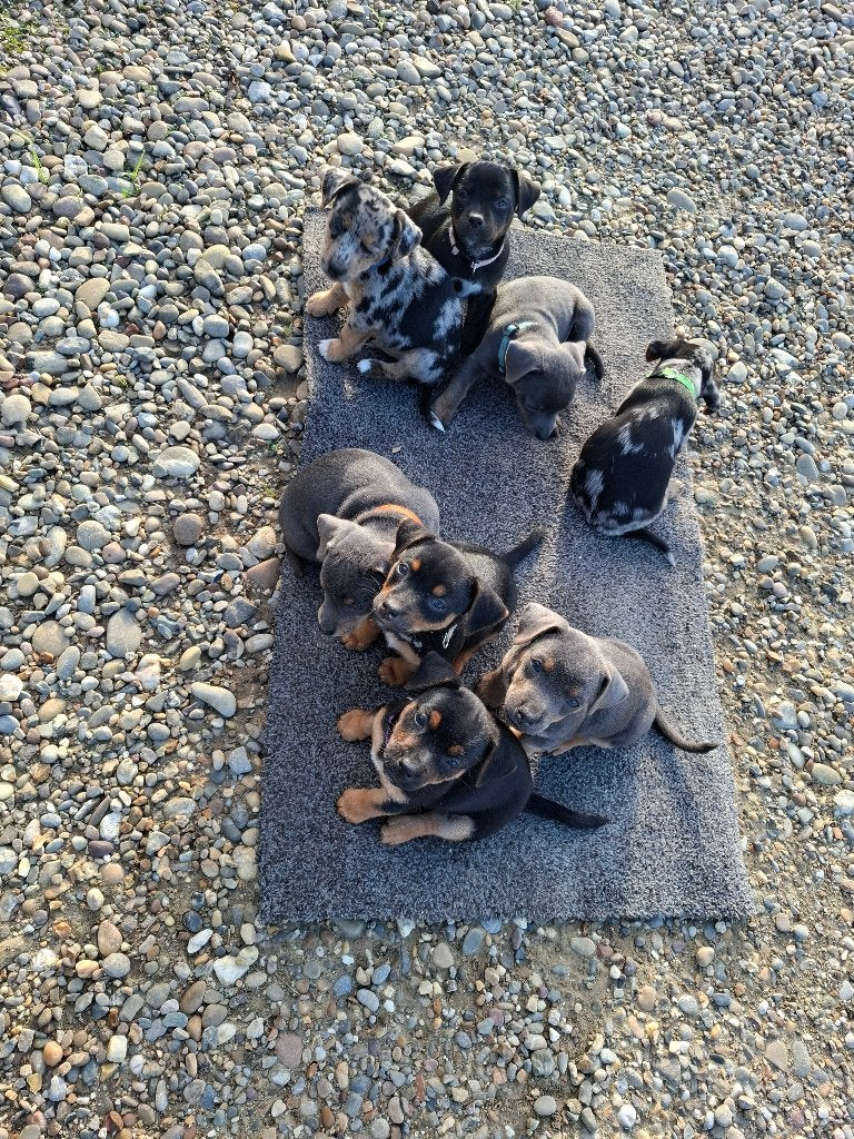 Jack russel pups, Dieren en Toebehoren, Jack Russell Terriër, 8 tot 15 weken, Meerdere, Meerdere dieren