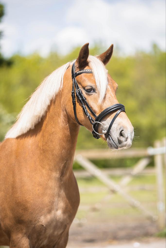 Knappe 5 jarige c pony, Dieren en Toebehoren, Pony's, Ruin, Springpony, Zadelmak, 3 tot 6 jaar