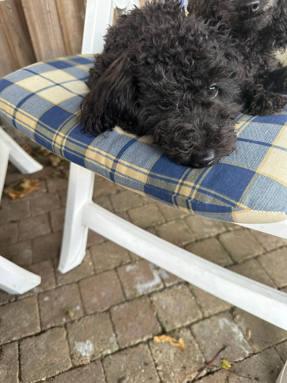 Lieve kleine dwerg poedel, Poedel, 15 weken tot 1 jaar, Teef, Parvo