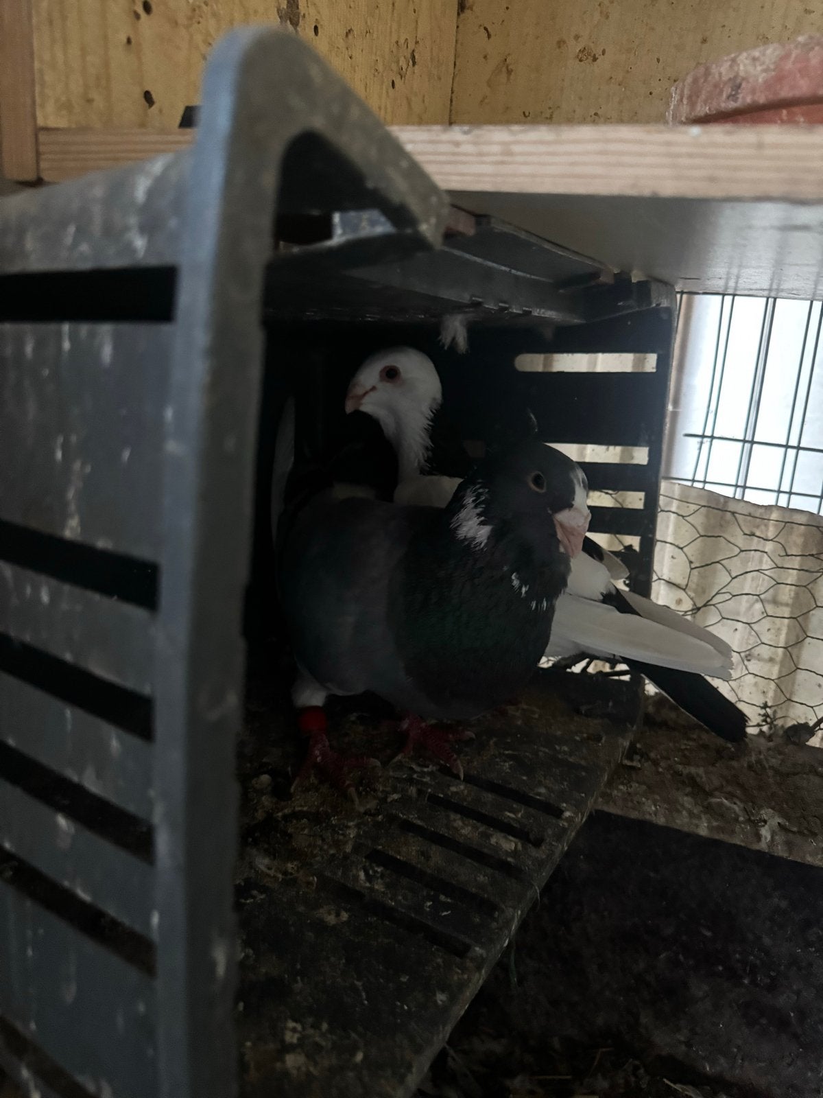 Te koop, Dieren en Toebehoren, Vogels | Duiven, Meerdere dieren, Overige soorten
