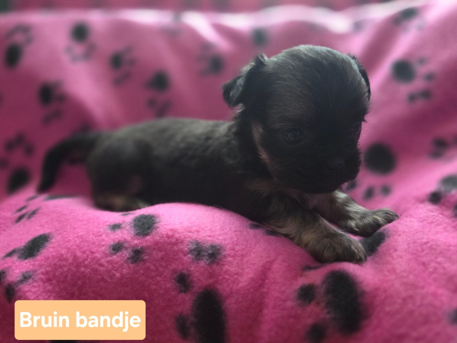 * Prachtige ShiChi Pups * ( Shih -Tzu / Chichuachua ), Overige rassen, 8 tot 15 weken, Parvo, Meerdere
