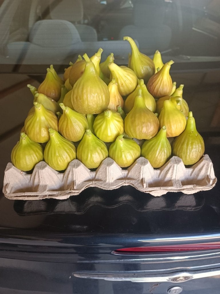 vijgen aanbieding!, Ophalen, Minder dan 100 cm, Volle zon, Vijgenboom