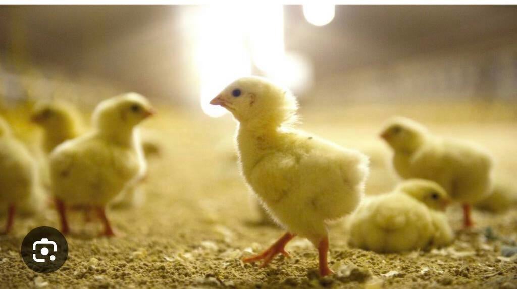 Vlees kuikens, Dieren en Toebehoren, Pluimvee, Meerdere dieren, Kip