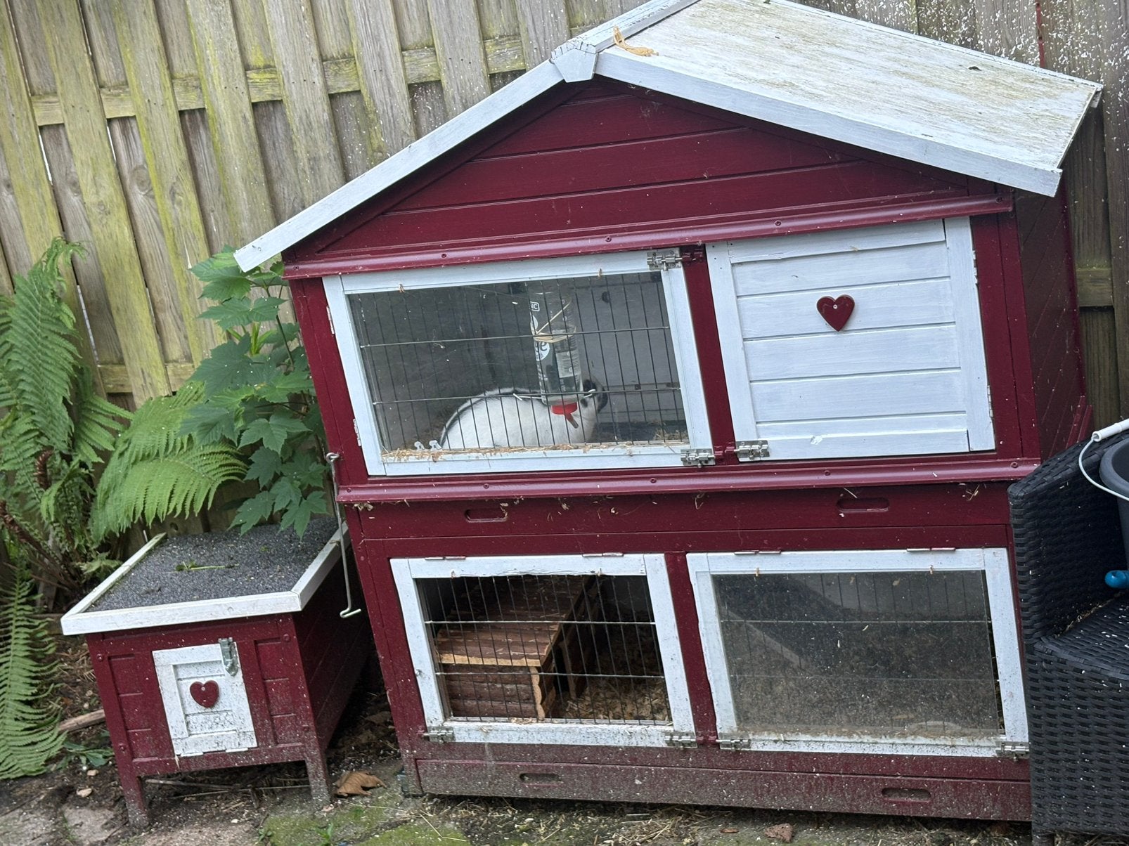 Dwerg lotharinger konijn incl. buitenhok binnenhok en ren, Dieren en Toebehoren, Ophalen, 110 cm of meer, Zo goed als nieuw, 90 cm of meer