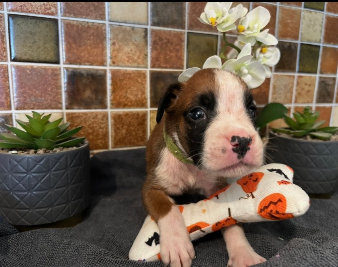 Huiselijke Boxer pups/ puppy's, Dieren en Toebehoren, Honden | Bulldogs, Pinschers en Molossers, Parvo, België, Particulier, Overige rassen