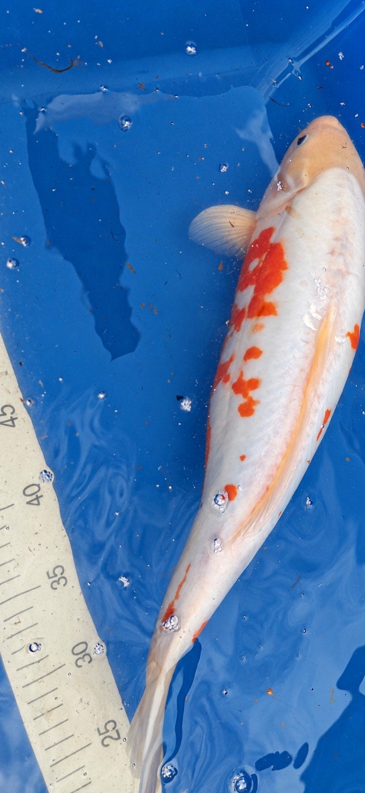 Koi van 45cm, Karper of Koi