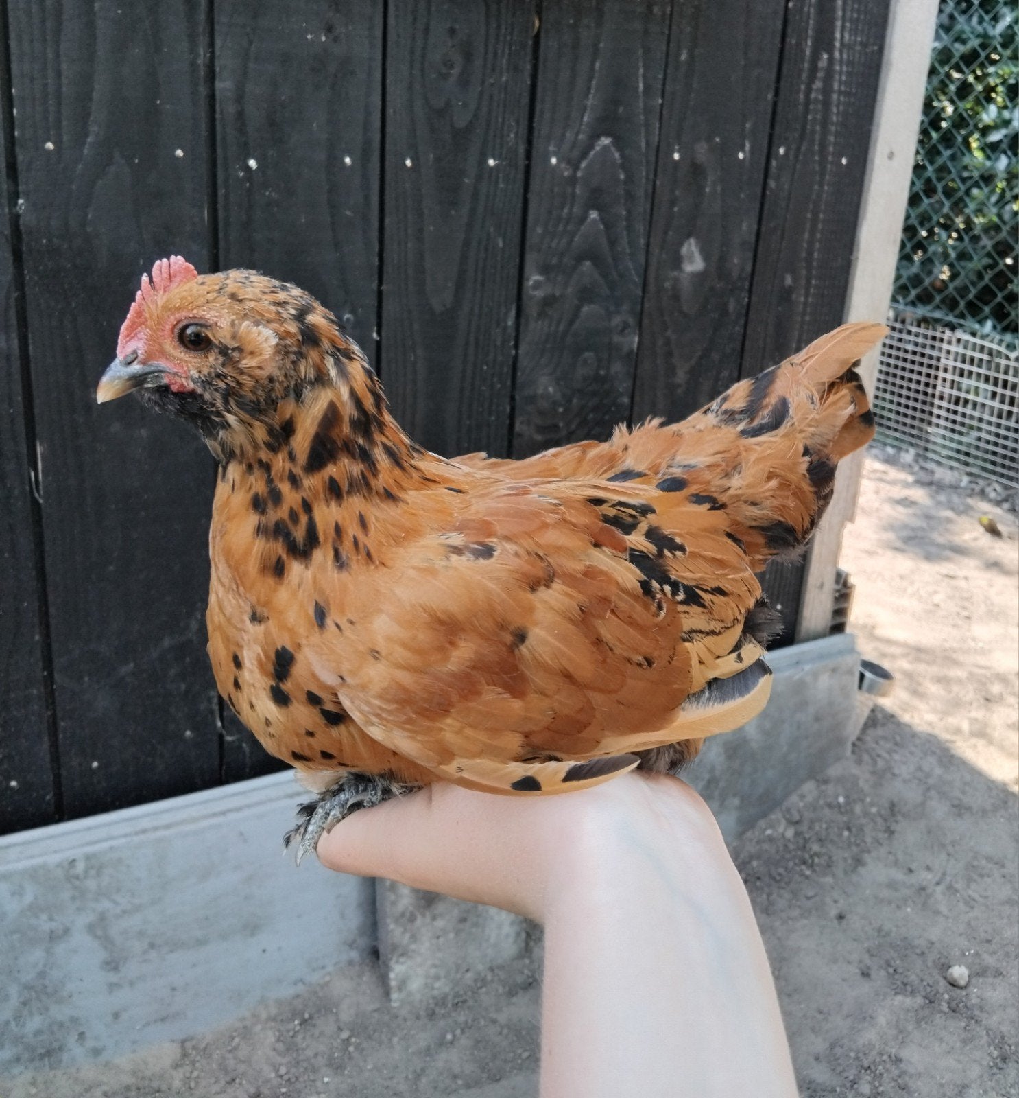 Jonge kuikens te koop!, Dieren en Toebehoren, Pluimvee, Meerdere dieren, Kip