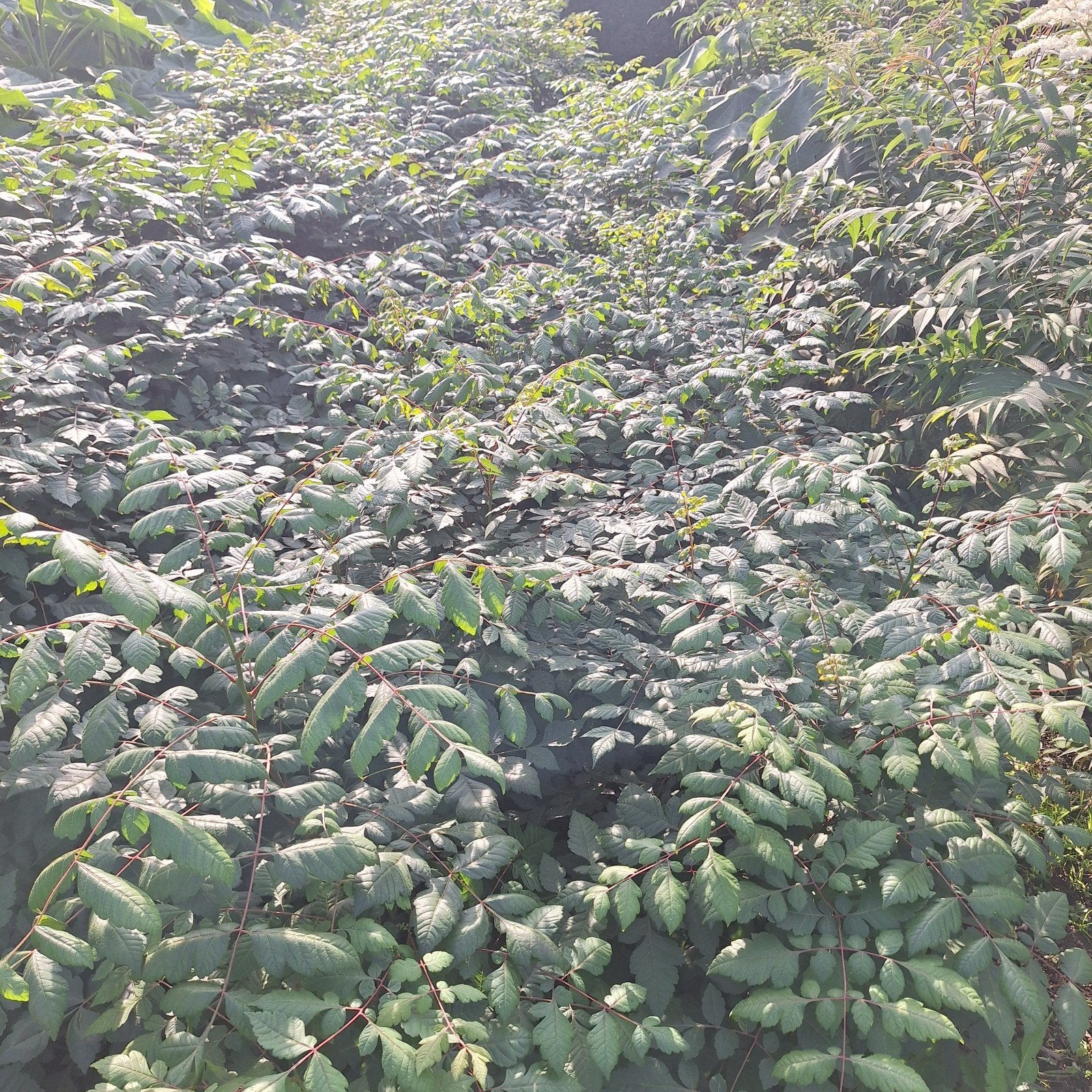Koelreuteria zaailingen - Chinese Vernisboom, Overige soorten, Volle zon, Vaste plant, Ophalen of Verzenden