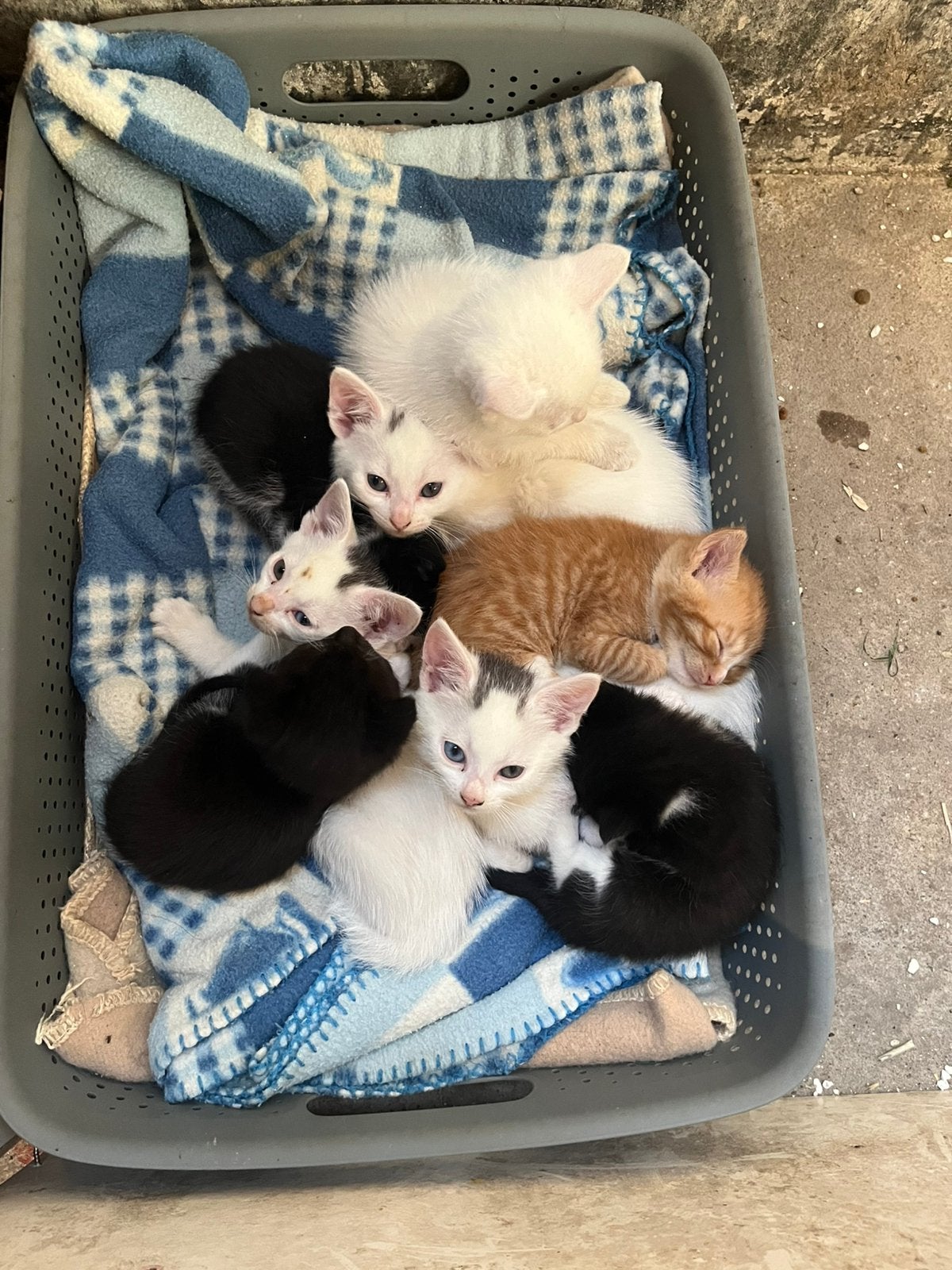 Leuke lieve kittens, Dieren en Toebehoren, Meerdere dieren