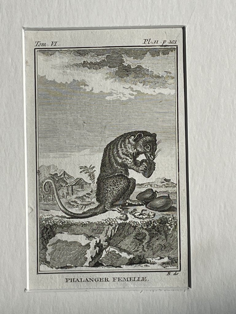 Phalanger Femelle / Koeskoezen Buffon 1775 aap - P0731, Antiek en Kunst, Kunst | Etsen en Gravures, Ophalen of Verzenden, Ets