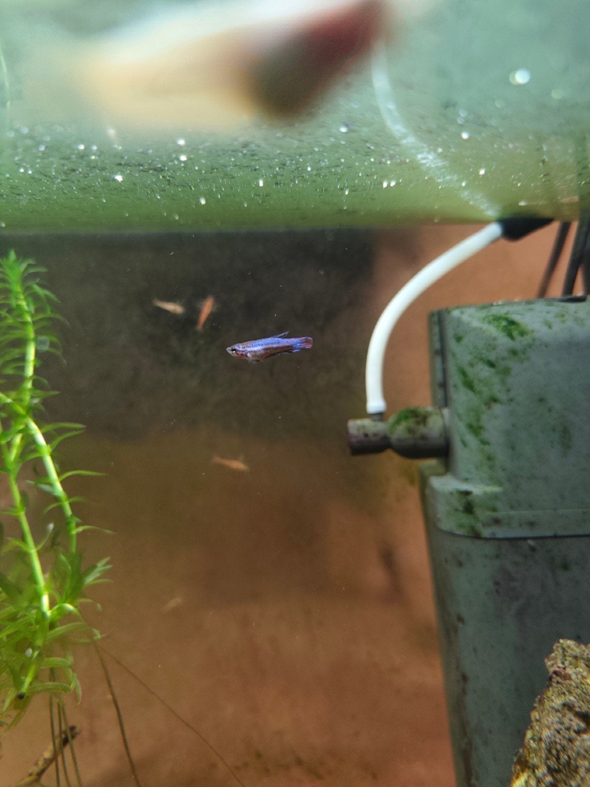 Betta babys ongeveer 1cm groot, Dieren en Toebehoren, Vis, Zoetwatervis