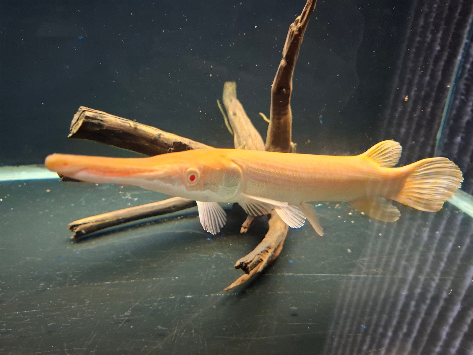 Albino Gar, Vis