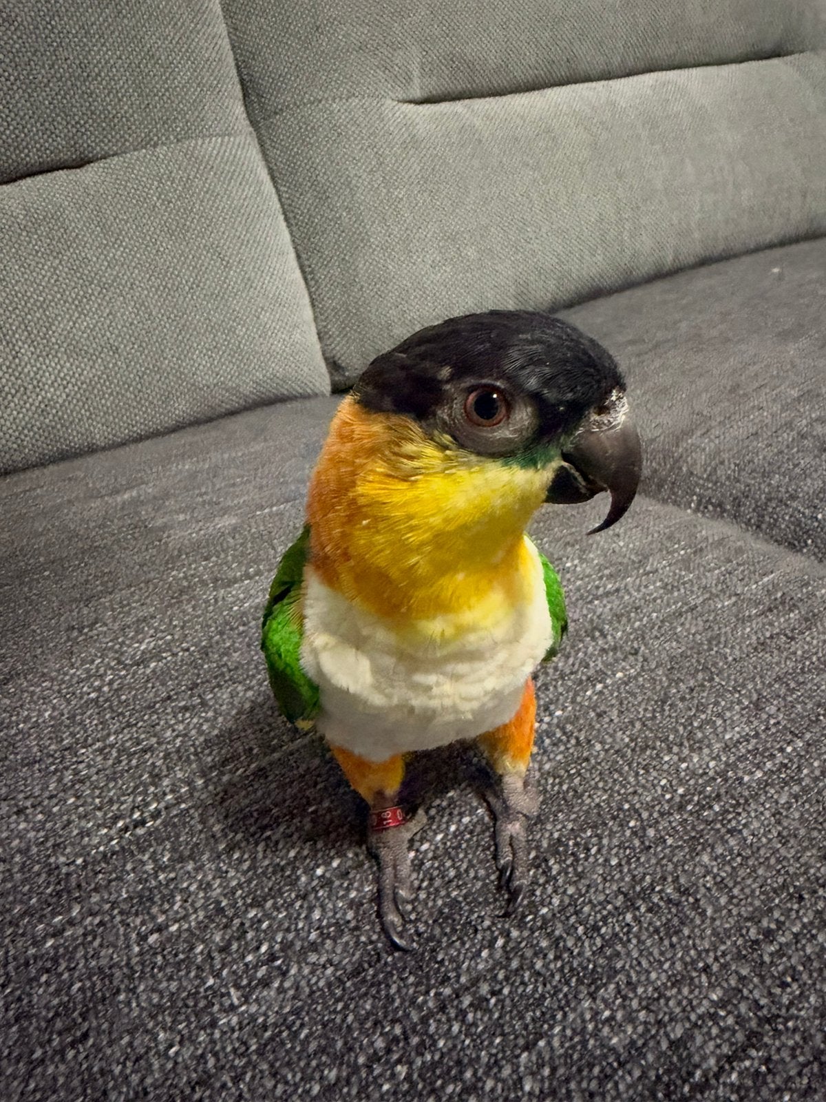 Zwartkop Caique papegaai, Dieren en Toebehoren, Mannelijk, Papegaai
