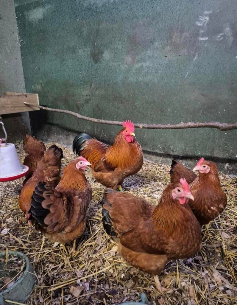 Mooie new hampshire kippen, Dieren en Toebehoren, Pluimvee