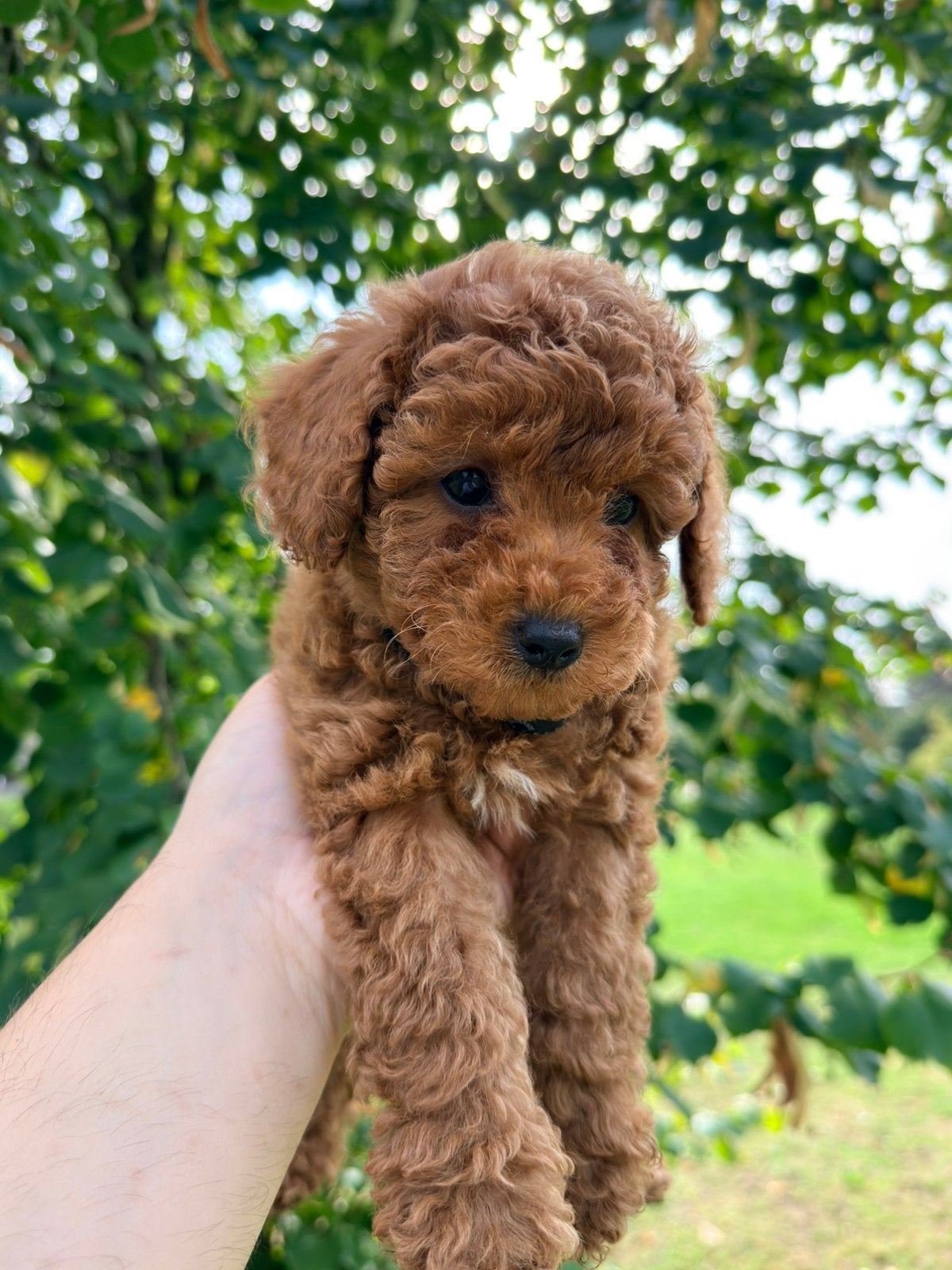 Toypoedel abrikoos pups puppy, Poedel, CDV (hondenziekte), 8 tot 15 weken, Meerdere