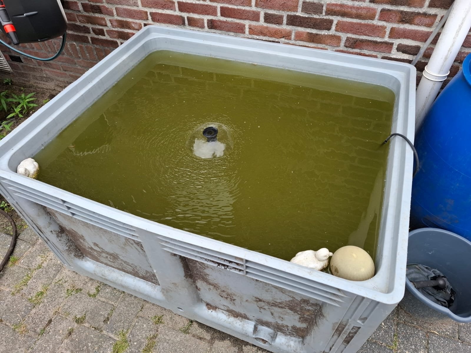Gratis vijverbak met vissen, Goudvis(sen)